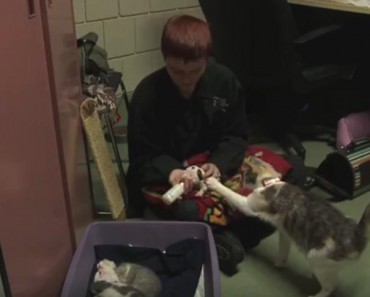 The Pitbull Puppy Was Abandoned And Close To Die! The Cat Did Something Incredible!