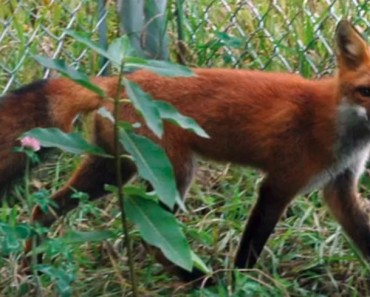 Hope And Compassion Gave A Fox A Second Chance!