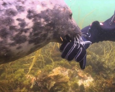 Wild Seal Asks For A Belly Rub!