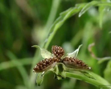 Amazing Footage Of Exploding Plants! Nature Is Positive!