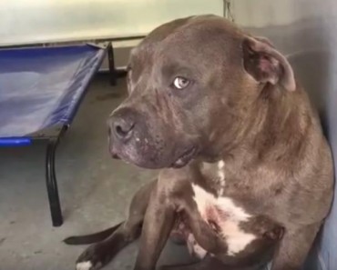 Pit Bull Rescued From A Fighting Ring. Watch His Reaction When He Feels Love For The First Time!