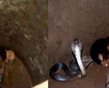 Puppies Protected By A Wild King Cobra!