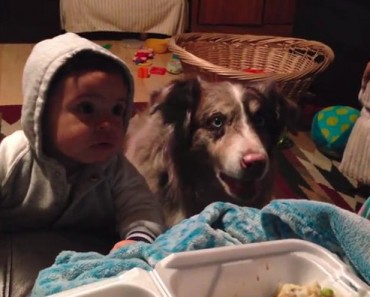 Parents Want To Teach Their Baby To Say Mama. What The DOG Answers?