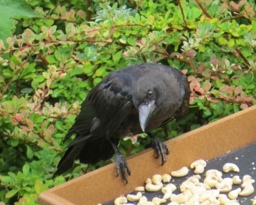 Crows Leave Gifts For Kind-Hearted Girl Who Feeds Them!