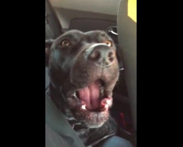 See What This Dog Does When He Hears Adele’s Song Hello!