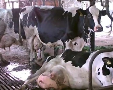 DAIRY IS F**KING SCARY! The Industry Explained In 5 Minutes! DAIRY IS F**KING SCARY! The Industry Explained In 5 Minutes!