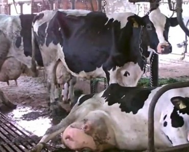 DAIRY IS F**KING SCARY! The Industry Explained In 5 Minutes!