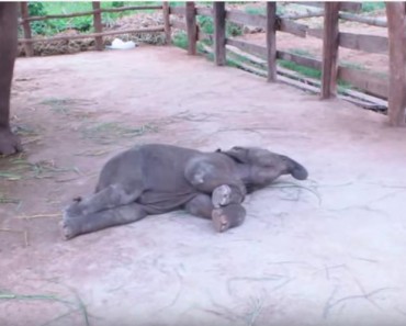 Baby Elephant Struggles To Take First Steps!