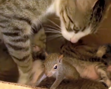 Orphan Squirrel Learned How To Purr From Mama Cat!