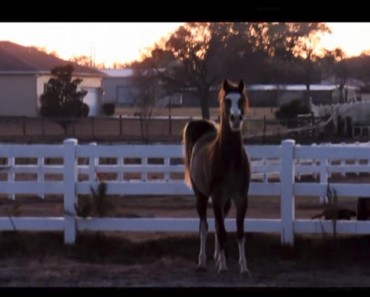 This Horse Has An Amazing Ritual!