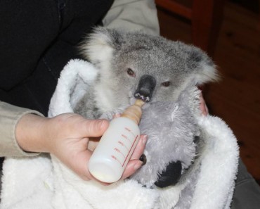 This Rescued Baby Koala Will Melt Your Heart!