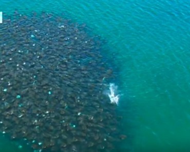 Amazing Creatures Were Filmed Moving Through The Ocean!