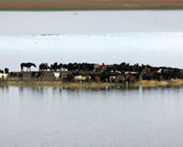 Amazing Women Rescue 100 Horses That Are Trapped On An Island!