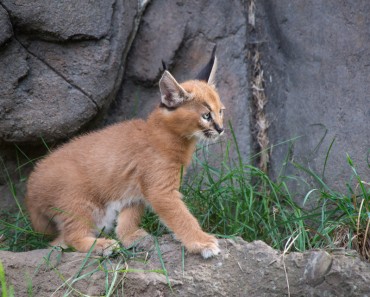 Cute Caracal Kittens Playing Outside For The First Time!
