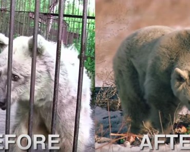 This Bear Lived In A Rusty Cage For Thirty Years. Watch Her Reaction When She Is Free!