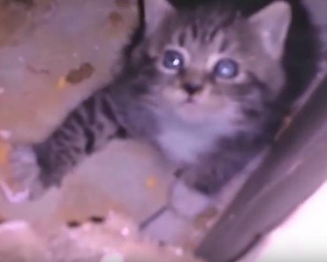 Kitten Trapped In The Walls Of An Abandoned Hospital Is Rescued!