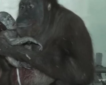 The First Detailed Birth Of An Orangutan Caught On Camera!