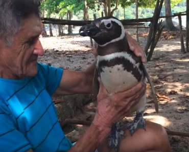 The Penguin Who Travels 5000 Miles Every Year To Meet His Human Friend!