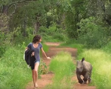 Rescued Baby White Rhino Can’t Stop Chasing Her Human!