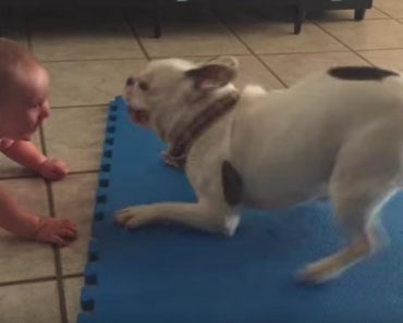 Dog Spins to Make a Baby Laugh!