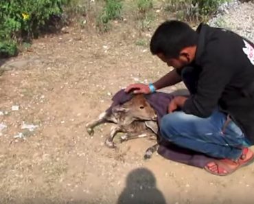 Newborn Calf Dumped Still Wet With Afterbirth Rescued!