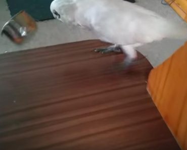 She Gave Her Parrot Some Broccoli To Eat. His Reaction?