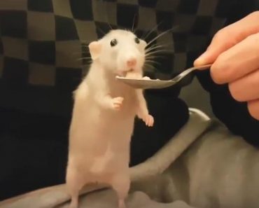 Sweet Little Rat Loves To Eat From Spoon!