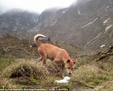 Ancient Wild Dog Population Feared Extinct, Now Captured on Camera!